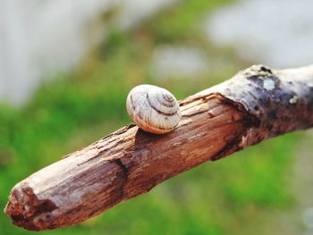 Close-up of snail on leaf