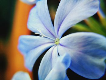 Close-up of flower blooming outdoors