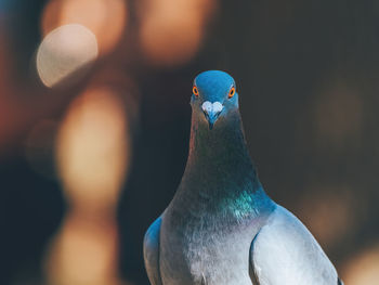 Close-up of pigeons