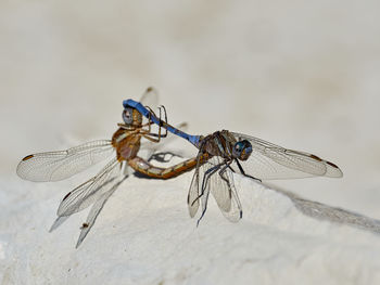 Two dragonflies copulating beside a river, near onteniente, spain.