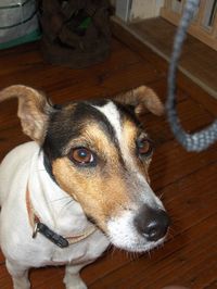 Close-up portrait of dog