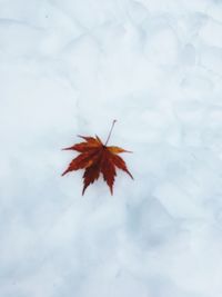 Close-up of maple leaves against blurred background