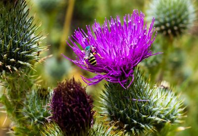 Close-up of purple thistle flower