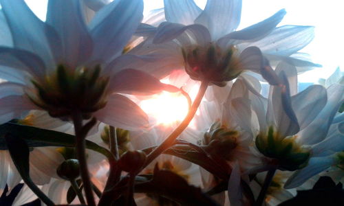 Close-up of flowers against sky