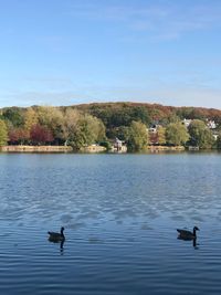 Ducks swimming in lake