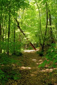 Trees in forest