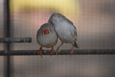 Close-up of bird perching outdoors