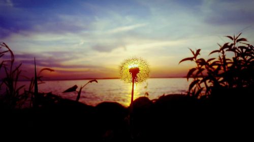 Close-up of dandelion against sky during sunset