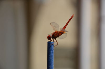 Close-up of insect