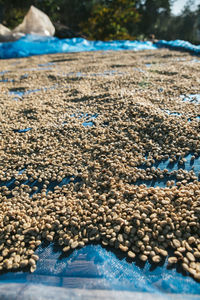 Close-up of pebbles on ground