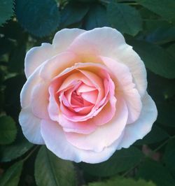 Close-up of rose