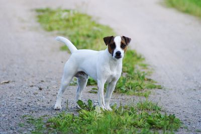 Portrait of a dog