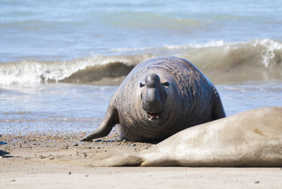 Close-up of seal