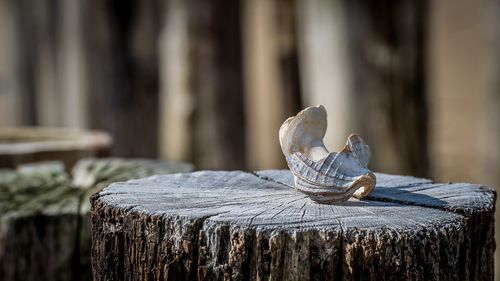 Close-up of butterfly perching on wooden tree stump