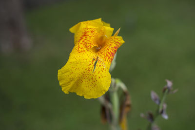 Close-up of yellow flower