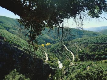 Scenic view of forest