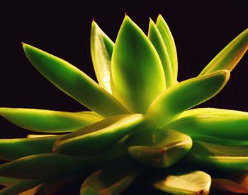 Close-up of succulent plant