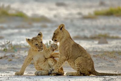 Lion cubs playing on field