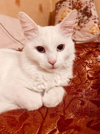 Close-up portrait of white cat