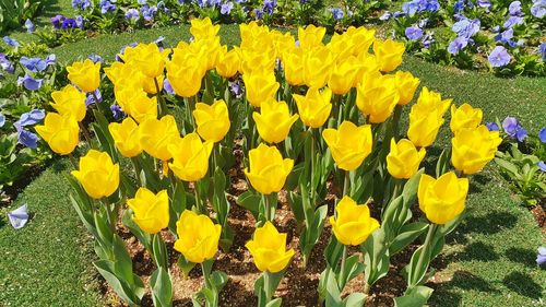 Close-up of yellow flowers blooming in field