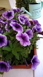 Close-up of purple flowers on table