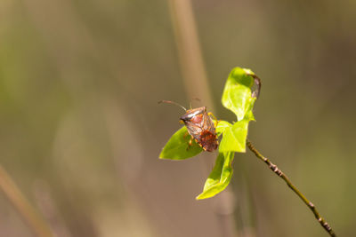 Close-up of insect on flower