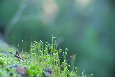 Close-up of plant growing on field