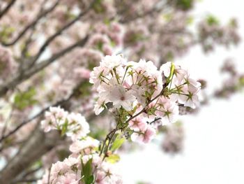 Close-up of cherry blossom tree