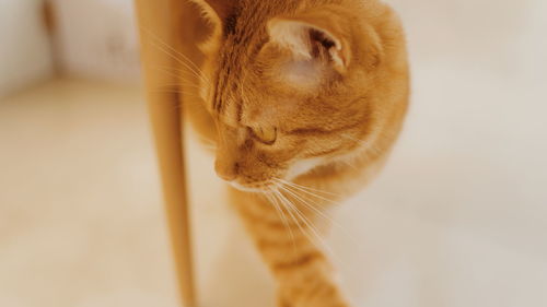 Close-up of a cat looking away