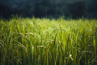 Close-up of wheat field