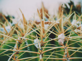 Close-up of spiked plant on field