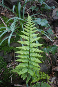 Close-up of plant