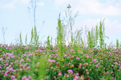 Scenic view of flowering plants on field against sky