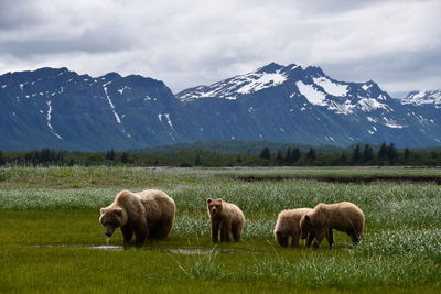 Grizzly bears at katmai national park