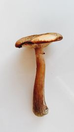 Close-up of mushroom against white background