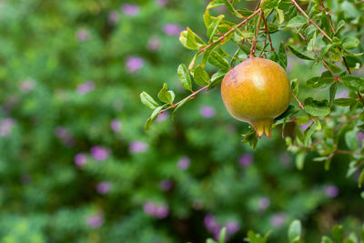 Close-up of fruit growing on tree