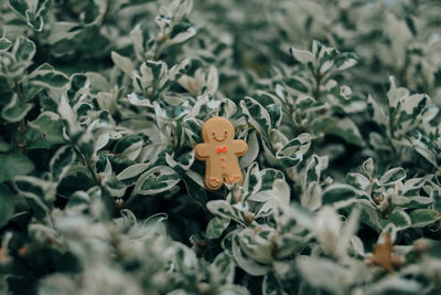 Close-up of gingerbread man cookies