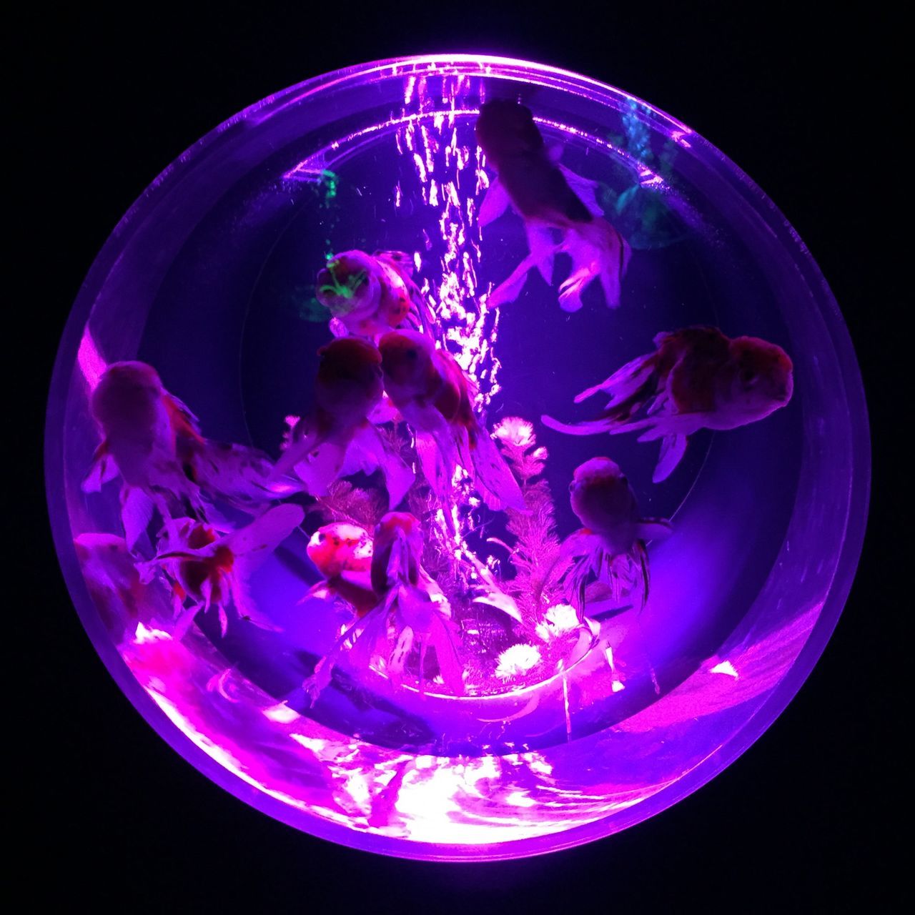 circle, night, multi colored, mid-air, blue, motion, studio shot, close-up, illuminated, glowing, jellyfish, transparent, low angle view, no people, pink color, purple, black background, sky, flying, glass - material