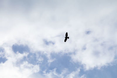 Low angle view of bird flying against sky