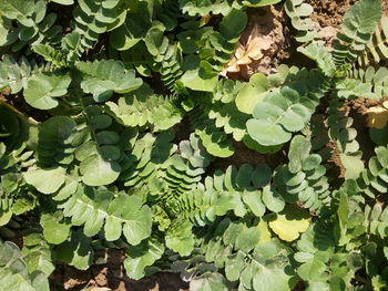 High angle view of plants