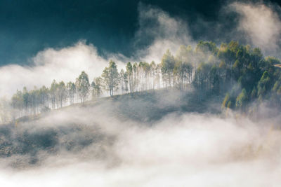 Trees in forest against sky