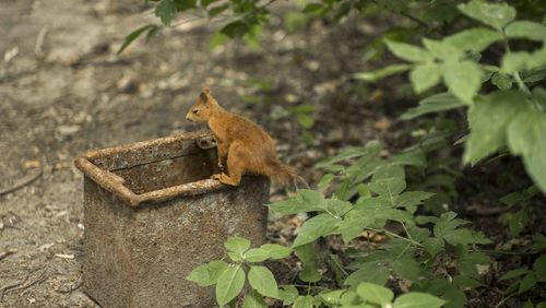 Squirrel on a tree