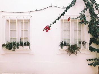 Potted plant against building