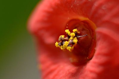 Macro shot of pink flower