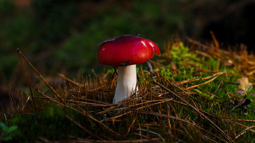 Close-up of mushroom growing on field