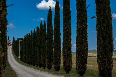 Road along trees