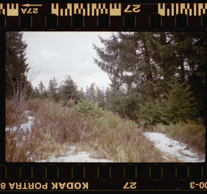 Railroad tracks by trees against sky