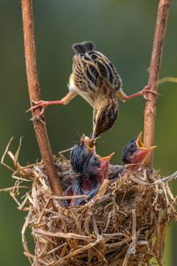 Close-up of bird feeding in nest
