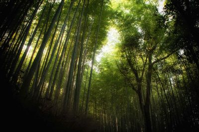 Low angle view of trees against sky