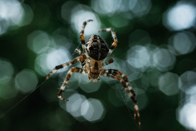 Close-up of spider